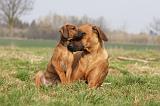RODESIAN RIDGEBACK 108